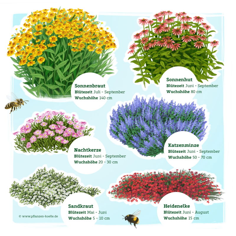 Insektenfreundliches Stauden Set, 18 Pflanzen für 3 m², bunt kaufen
