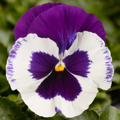 Stiefmütterchen, zweifarbig, Sorte zufällig, Topf-Ø 13 cm, 6 Pflanzen