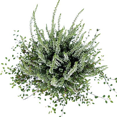 Knospenheide & Mühlenbeckia Duo, weiß, Topf-Ø 13 cm, 6 Pflanzen Knospenheide & Mühlenbeckia Duo, weiß, Topf-Ø 13 cm, 6 Pflanzen