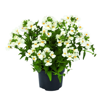 Elfenspiegel, weiß, Topf-Ø 12 cm, 6 Pflanzen