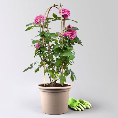 Englische Rose 'Gertrude Jekyll' (Ausbord), rosa, Doppelbogen, Topf 10 Liter Englische Rose 'Gertrude Jekyll' (Ausbord), rosa, Doppelbogen, Topf 10 Liter