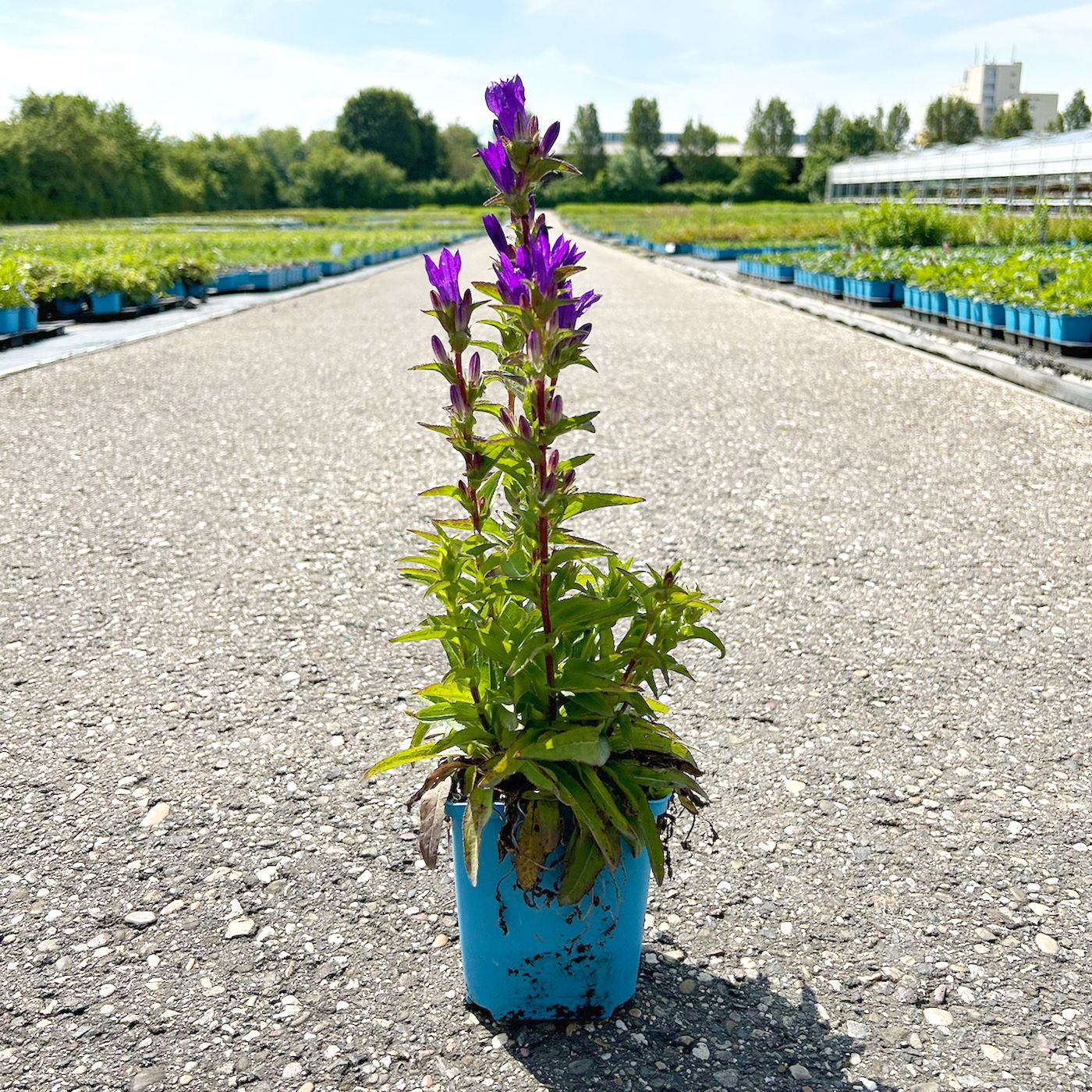 Bio Knäuel-Glockenblume 'Dahurica' violett, Topf-Ø 11 cm, 3er-Set