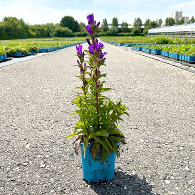 Bio Knäuel-Glockenblume 'Dahurica' violett, Topf 11x 11 cm, 3 Pflanzen