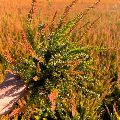 Calluna-Erica Mix 'Tornados®', Topf-Ø 13 cm, 4 Pflanze