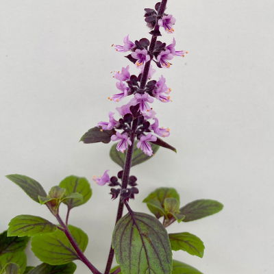 Bio Strauchbasilikum 'African Blue', Topf-Ø 12 cm Bio Strauchbasilikum 'African Blue', Topf-Ø 12 cm