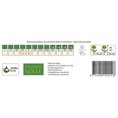 Triumph Tulpen 'Takahashi', weiß, rosa, Größe 11/12, 7 Blumenzwiebeln