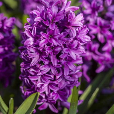 Hyazinthe 'Trio', gelb-lila-apricot, vorgetrieben, Topf-Ø 23 cm