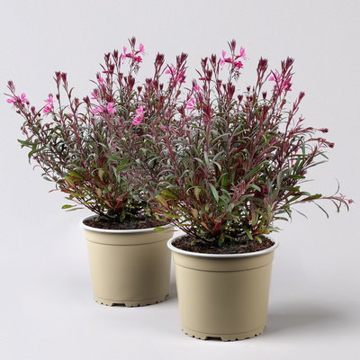 Prachtkerze pink, Topf-Ø 19 cm, 2er-Set Prachtkerze pink, Topf-Ø 19 cm, 2er-Set