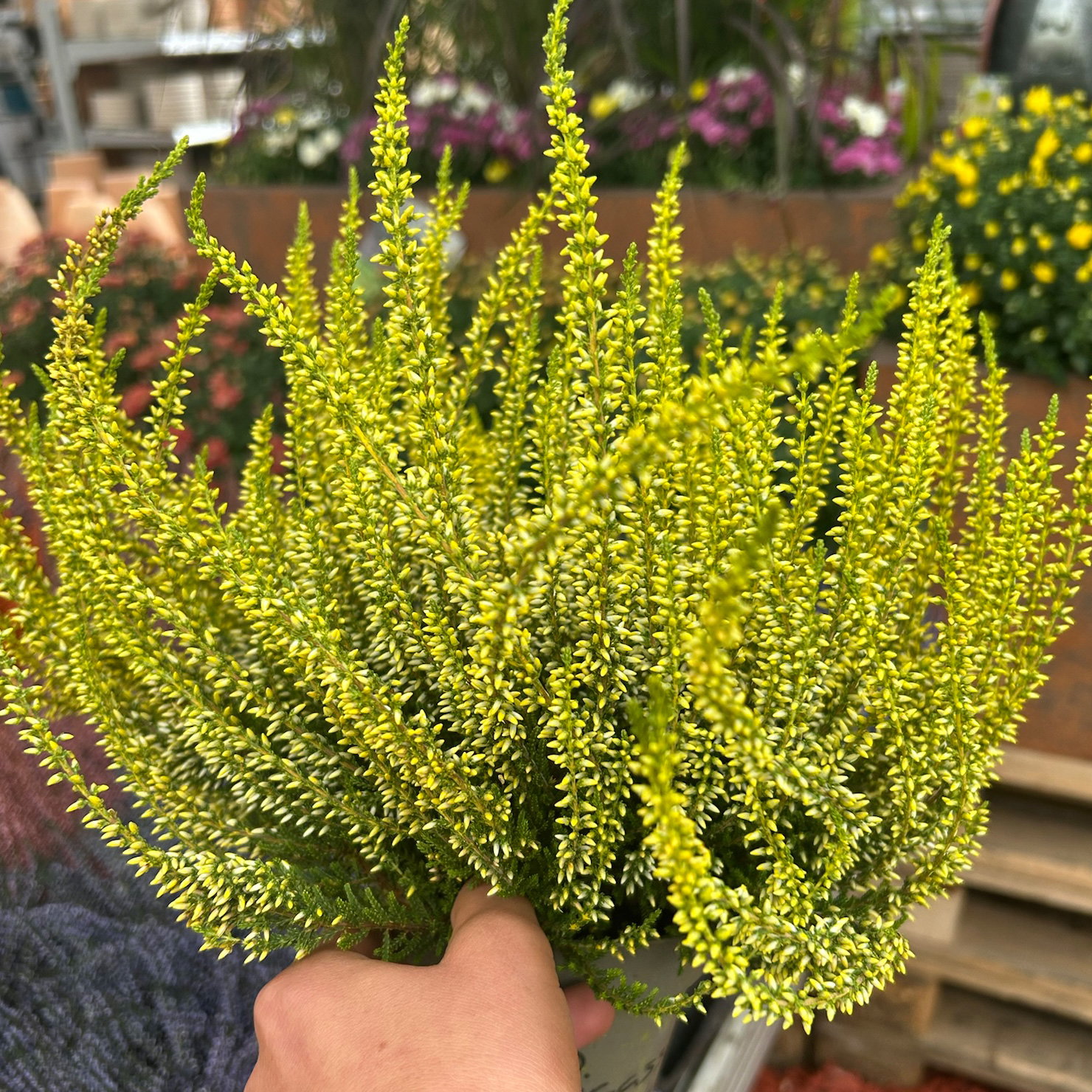 Knospenheide 'Picasso' gefärbt, Farben zufällig, Topf-Ø 12 cm, 6 Pflanzen Knospenheide 'Picasso' gefärbt, Farben zufällig, Topf-Ø 12 cm, 6 Pflanzen