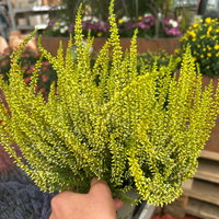 Knospenheide 'Picasso' gefärbt, Farben zufällig, Topf-Ø 12 cm, 6 Pflanzen Knospenheide 'Picasso' gefärbt, Farben zufällig, Topf-Ø 12 cm, 6 Pflanzen