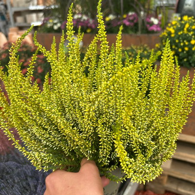Knospenheide 'Picasso' gefärbt, Farben zufällig, Topf-Ø 12 cm, 6 Pflanzen Knospenheide 'Picasso' gefärbt, Farben zufällig, Topf-Ø 12 cm, 6 Pflanzen