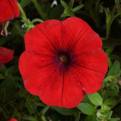 Petunie 'Cascadias™ Chili Red' rot, hängend, Topf-Ø 13 cm, 6 Pflanzen