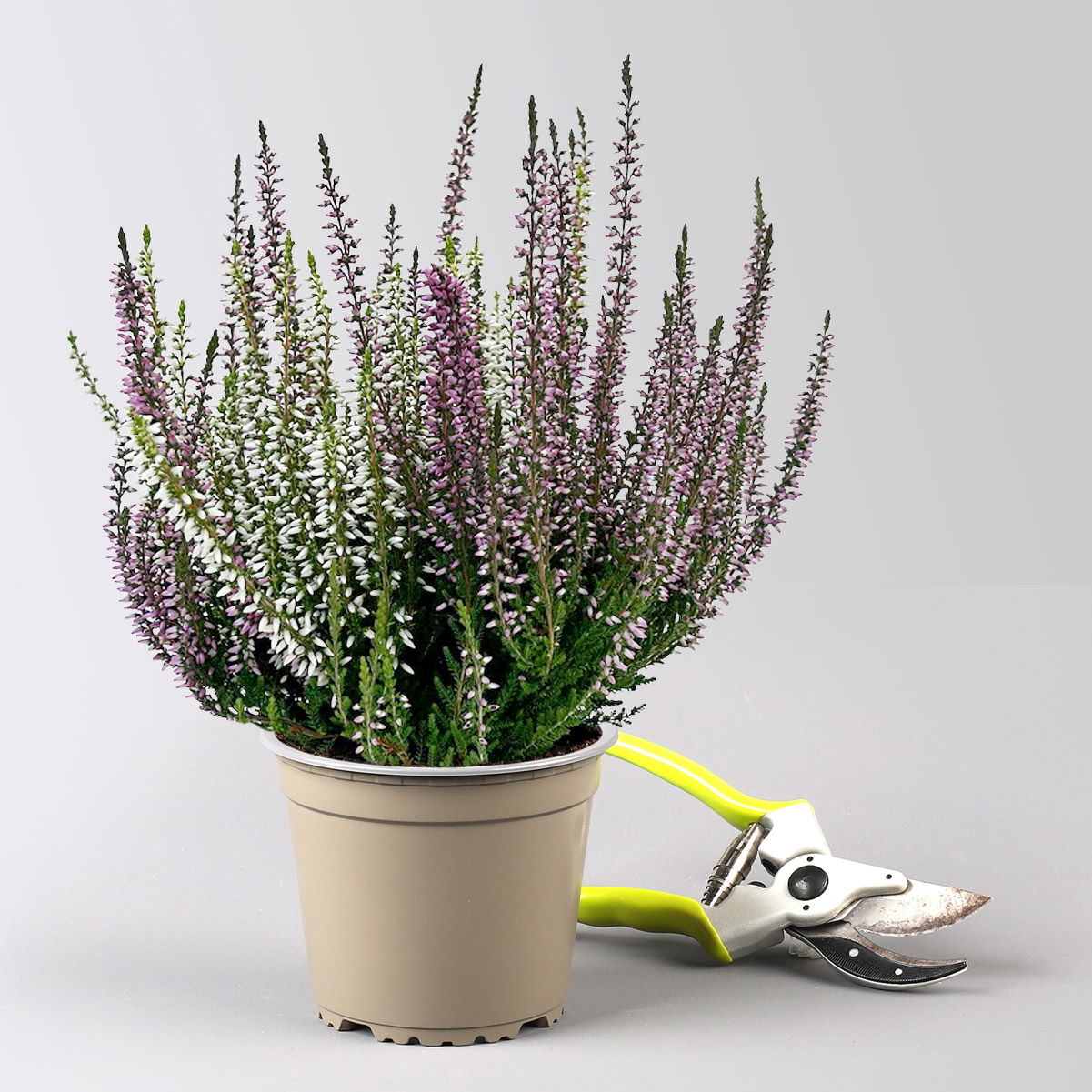 Calluna 'Twin', lila-weiß, Topf-Ø 12/13 cm, 6 Pflanzen
