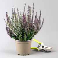 Calluna 'Twin', lila-weiß, Topf-Ø 12/13 cm, 6 Pflanzen