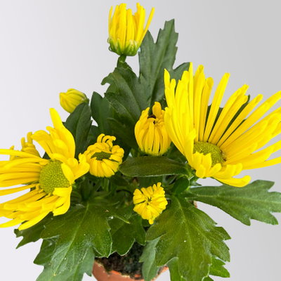 Chrysantheme Mini 'Spider'gelb, spinnenblütig, Topf-Ø 7cm, 8 Stück
