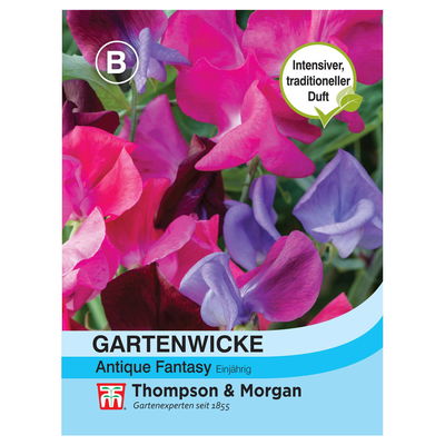 Gartenwicke (Lathyrus odoratus) Antique Fantasy Gartenwicke (Lathyrus odoratus) Antique Fantasy
