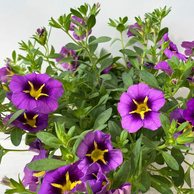 Zauberglöckchen 'Tik Tok® Grape' lila-gelb, Topf-Ø 13 cm, 6 Pflanzen