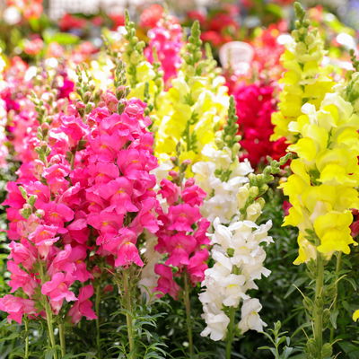 Löwenmäulchen, Farben zufällig, Topf-Ø 12 cm, 6 Stück