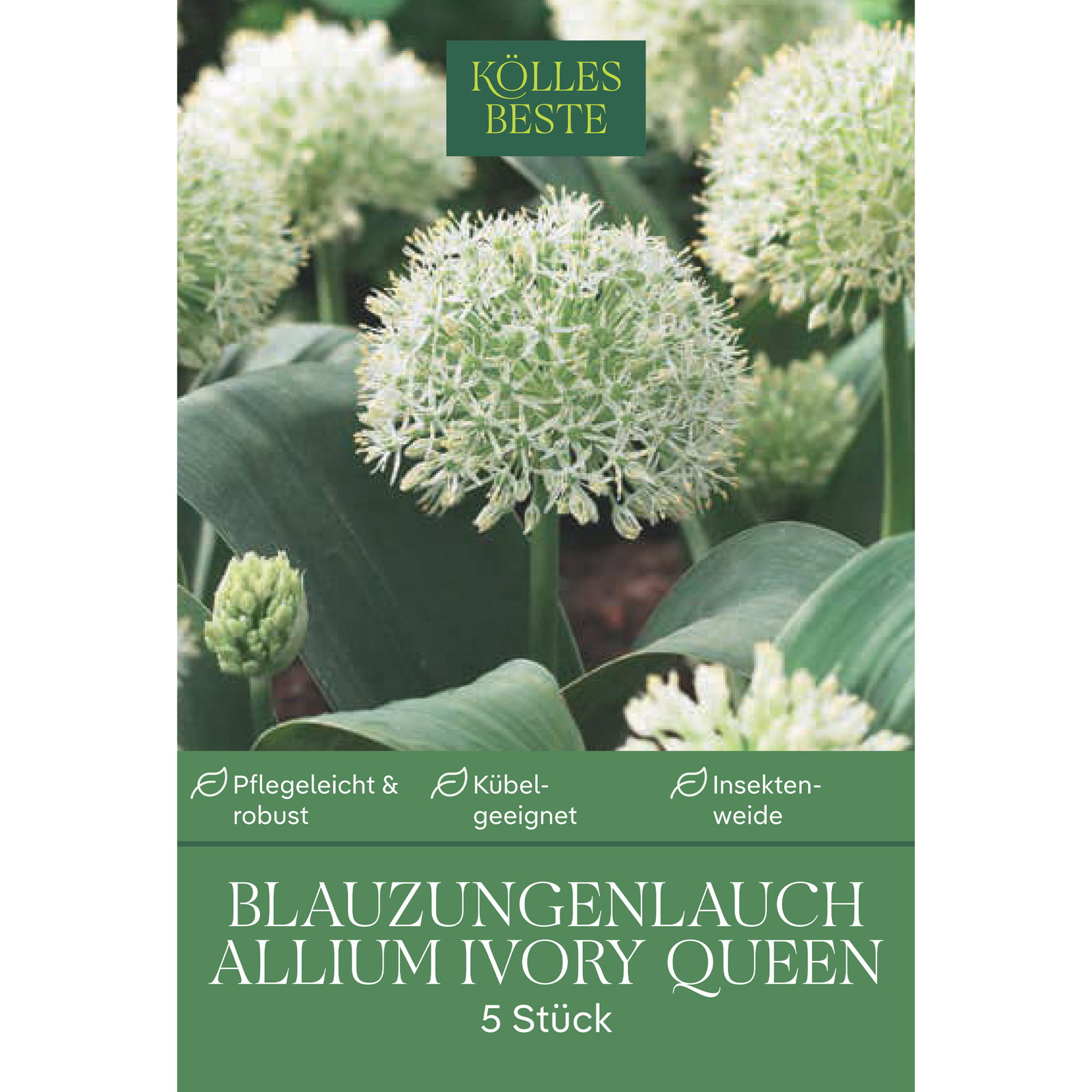 Kölles Beste Allium Karataviense 'Ivory Queen' weiß, 5 Blumenzwiebeln