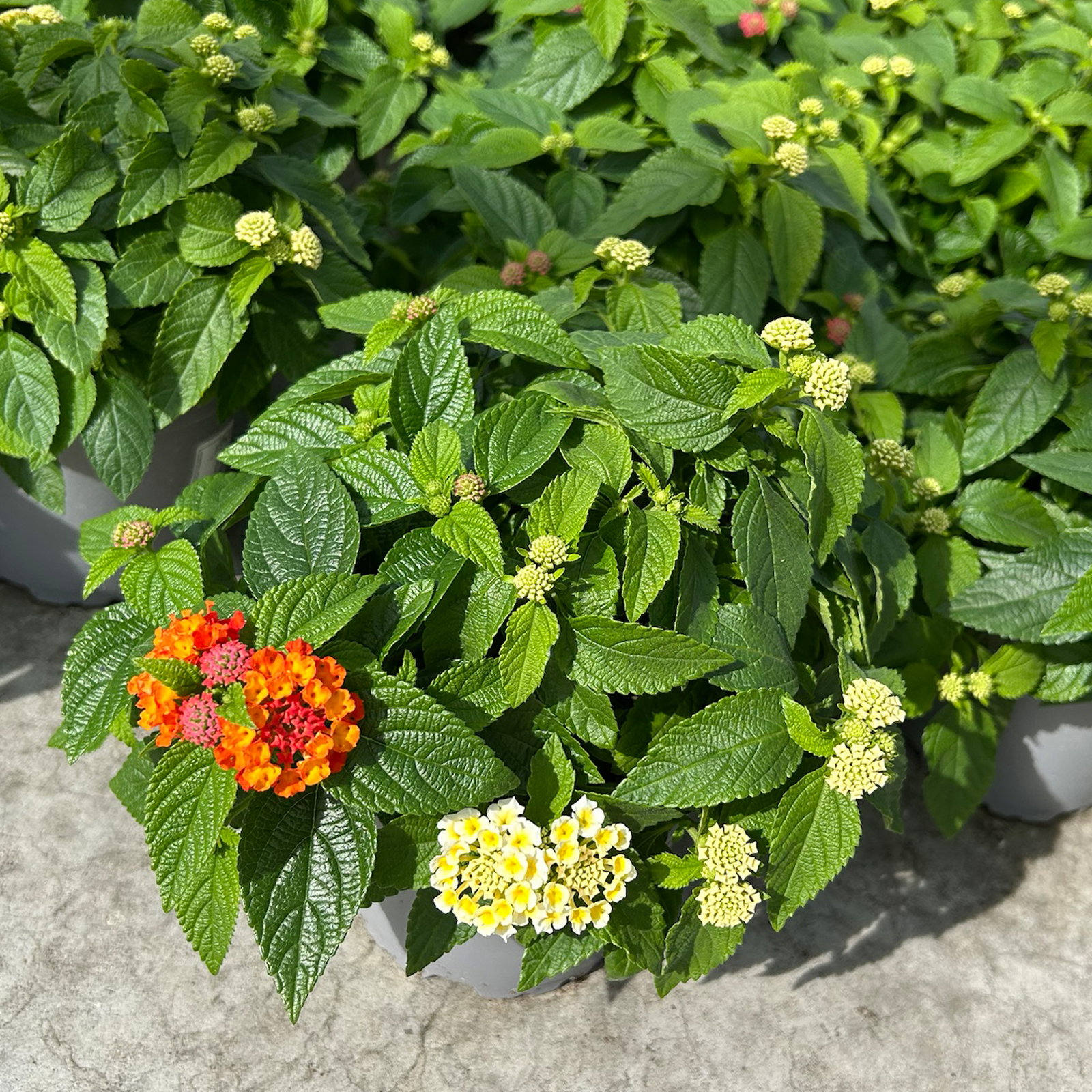 Wandelröschen, mehrfarbig, Farben zufällig, Topf-Ø 12 cm, 6 Pflanzen