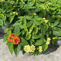 Wandelröschen, mehrfarbig, Farben zufällig, Topf-Ø 12 cm, 6 Pflanzen