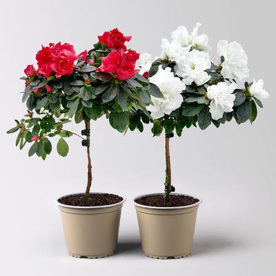 Azalee, Stamm, Farbe zufällig, Topf-Ø 13cm, Höhe ca. 45 cm, 2 Pflanzen Azalee, Stamm, Farbe zufällig, Topf-Ø 13cm, Höhe ca. 45 cm, 2 Pflanzen