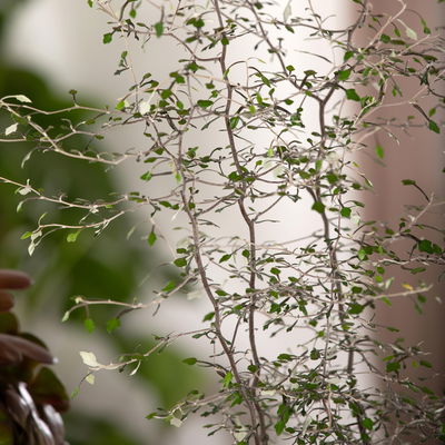 Zickzackstrauch, Topf-Ø 13 cm, Höhe ca. 25 cm, 2er-Set Zickzackstrauch, Topf-Ø 13 cm, Höhe ca. 25 cm, 2er-Set