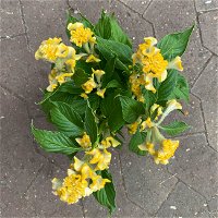 Celosia 'Hot Topic Yellow' gelb, Topf-Ø 12 cm, 6er-Set