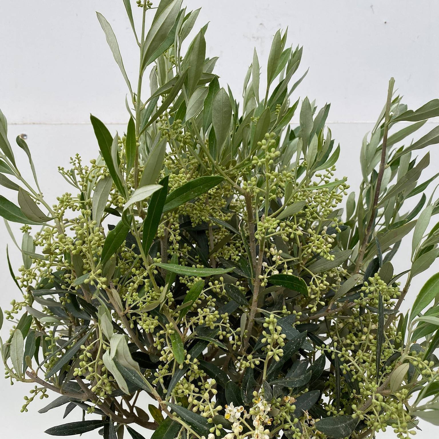 Olivenbaum, Busch, Topf-Ø 24 cm, Höhe ca. 80 cm