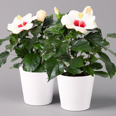 Hibiskus, weiß, mit Keramiktopf Dallas weiß, Topf-Ø 13 cm, 2 Pflanzen