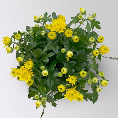 Grabbepflanzung Herbst, gelb-grün, 12 Pflanzen Grabbepflanzung Herbst, gelb-grün, 12 Pflanzen