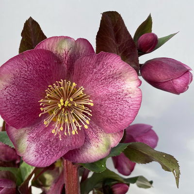 Helleborus 'Charmer', dunkelrosa, Topf-Ø 15 cm Helleborus 'Charmer', dunkelrosa, Topf-Ø 15 cm
