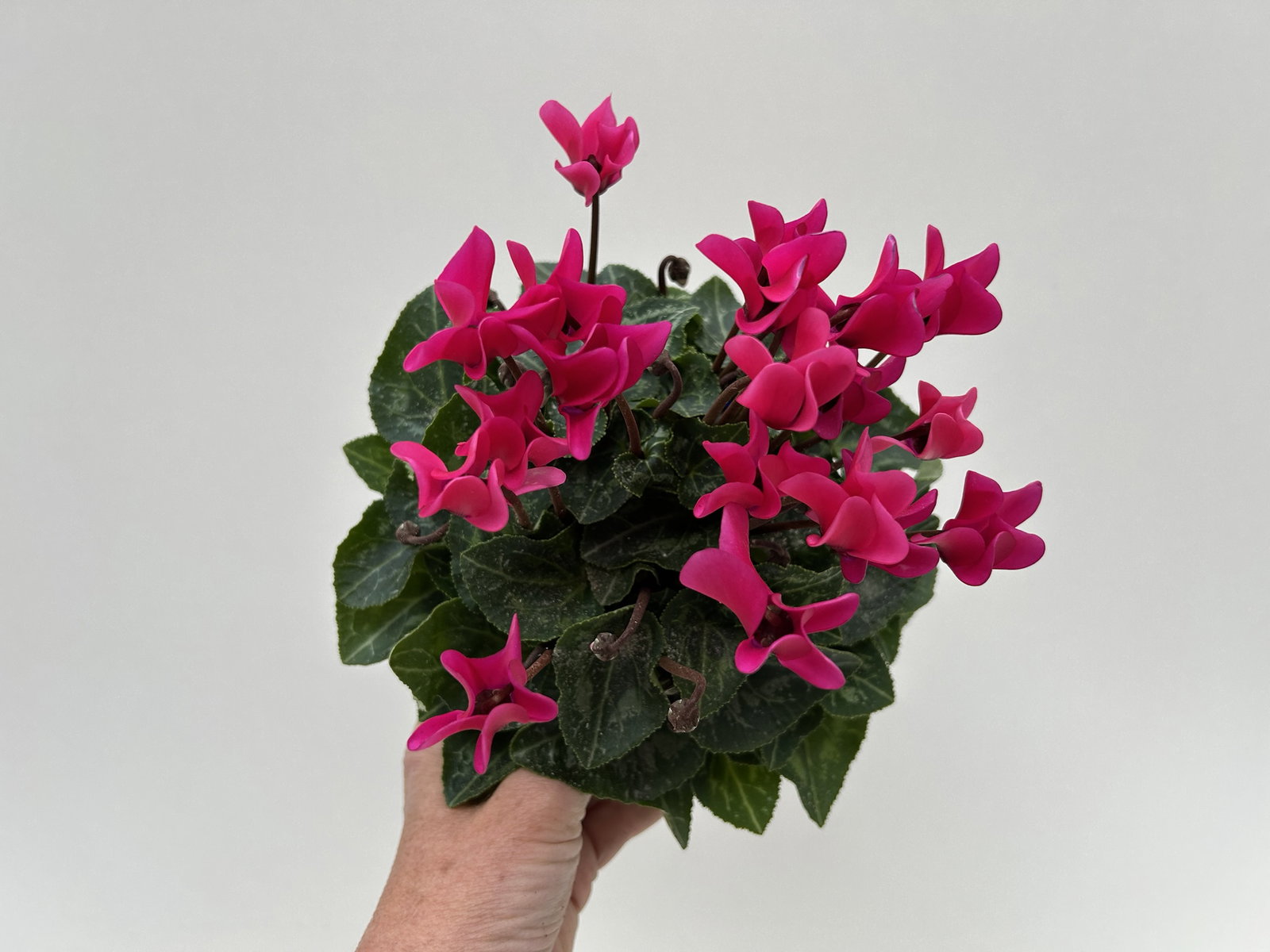 Alpenveilchen 'Outland', pink, Topf-Ø 10,5 cm, 6 Pflanzen