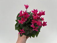 Alpenveilchen 'Outland', pink, Topf-Ø 10,5 cm, 6 Pflanzen