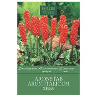 Arum Italicum, der Aronstab, für schattige Lagen, Größe 10+, 2 Blumenzwiebeln