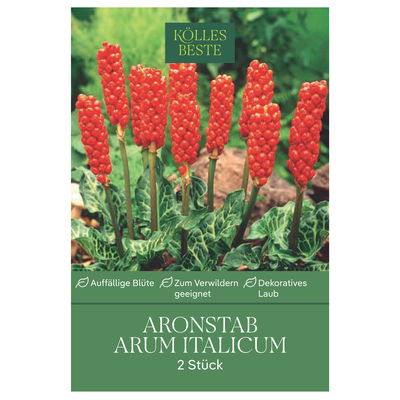 Arum Italicum, der Aronstab, für schattige Lagen, Größe 10+, 2 Blumenzwiebeln Arum Italicum, der Aronstab, für schattige Lagen, Größe 10+, 2 Blumenzwiebeln