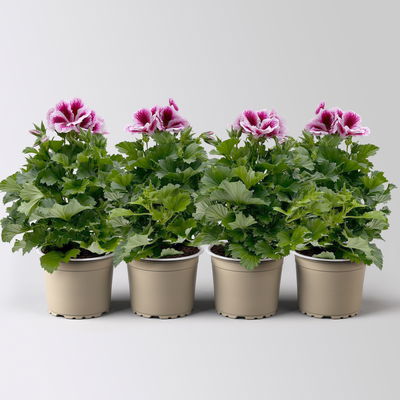 Edelgeranie Bella Donna® 'Don Timo®',  lila-rosa, Topf-Ø 12 cm, 4 Pflanzen