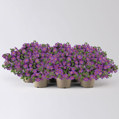 Schneeflockenblume lila, Topf-Ø 12 cm, 6er-Set