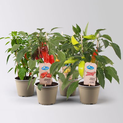 Kölle Naschgemüse Paprika Mix 'Pick-&-Joy®, Topf-Ø 14 cm, 4 Pflanzen