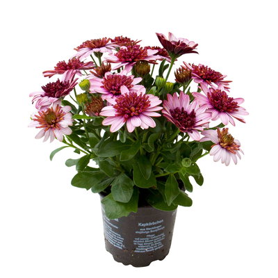 Osteospermum rosa/lila gefüllt, Topf-Ø 12 cm, 6 Stück Osteospermum rosa/lila gefüllt, Topf-Ø 12 cm, 6 Stück