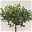 Eukalyptus, Stamm, Topf-Ø 15 cm, Höhe ca. 40 cm
