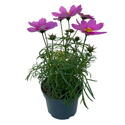 Cosmea, Farben zufällig, Topf-Ø 12 cm, Höhe ca. 25 cm, 6 Pflanzen