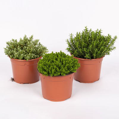 Laubschöner Strauchveronika-Mix, Hebe, Topf-Ø 12 cm, 3er-Set