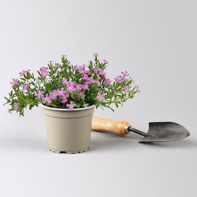 Polster-Seifenkraut 'Bressingham Pink', rosa, Topf-Ø 12 cm, 3 Pflanzen