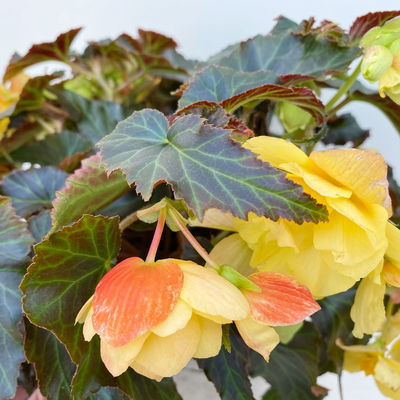 Begonie, halbhängend, Farbe zufällig, Topf-Ø 13 cm, 6 Pflanzen