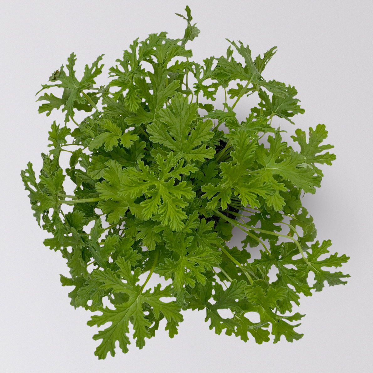 Duftgeranie 'Zitrone', Topf-Ø 12 cm, 6er-Set