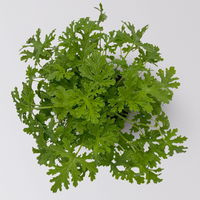 Duftgeranie 'Zitrone', Topf-Ø 12 cm, 6er-Set