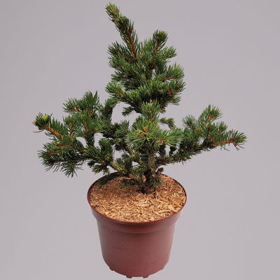 Kleine Zapfenfichte 'Lucky Strike', Höhe 25-30 cm, Topf 4 Liter, 2er-Set Kleine Zapfenfichte 'Lucky Strike', Höhe 25-30 cm, Topf 4 Liter, 2er-Set