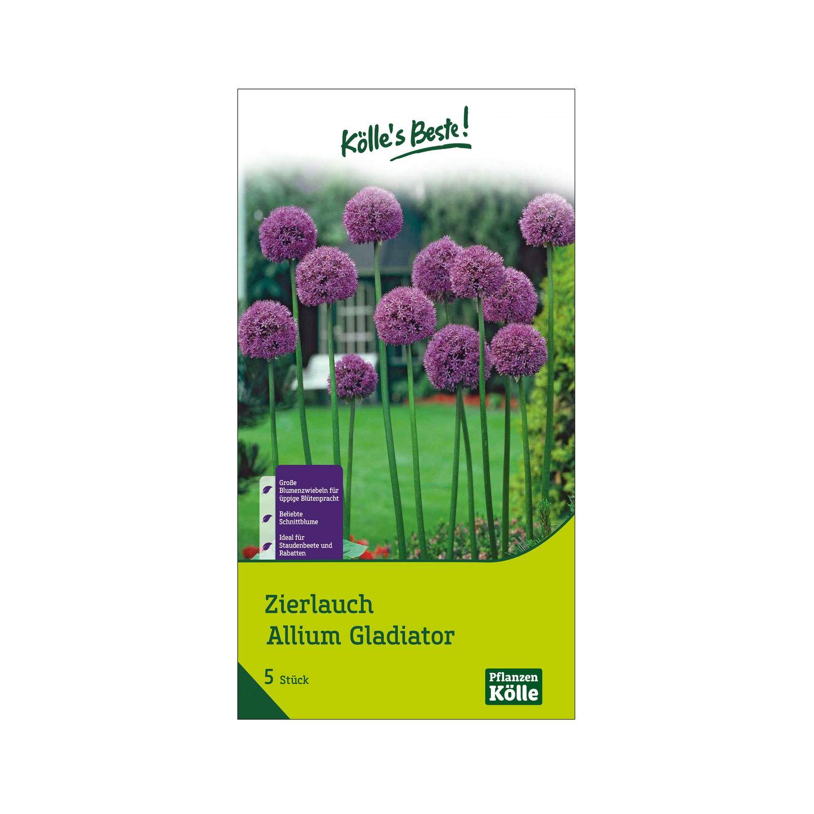 Allium Gladiator (Zierlauch) lila, 5 Blumenzwiebeln