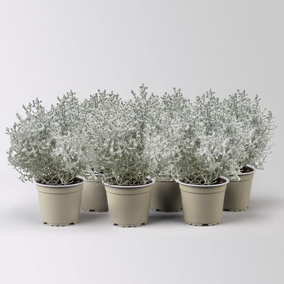 Calocephalus, winterweiß, silber geglittert, Topf-Ø 12 cm, 6 Pflanzen Calocephalus, winterweiß, silber geglittert, Topf-Ø 12 cm, 6 Pflanzen
